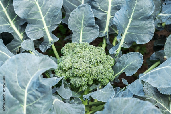 Fototapeta Broccoli close-up on a green cabbage patch. Background