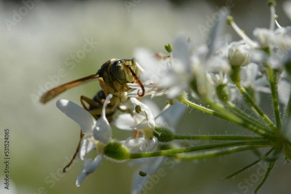 Fototapeta Guêpe butinant une sommité fleurie