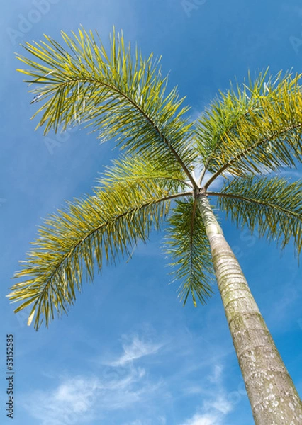 Obraz Foxtail Palm on blue sky