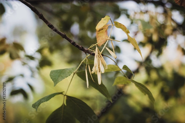 Obraz Autumn season. Leaves of bushes and trees