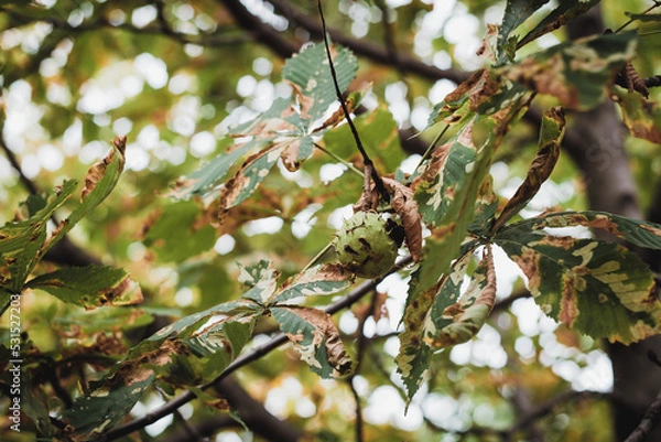Obraz Withering chestnut leaves and ripe chestnut fruit