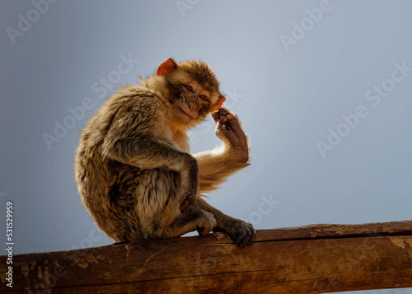 Obraz  Macaque sitting on a tree.