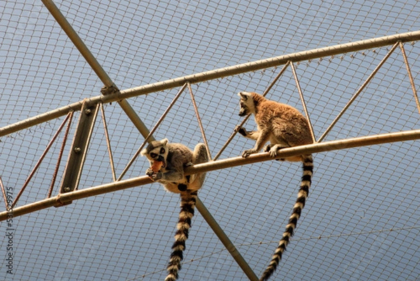 Obraz Animals in a cage.