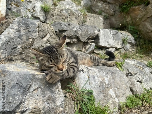 Obraz Gatto a Minori