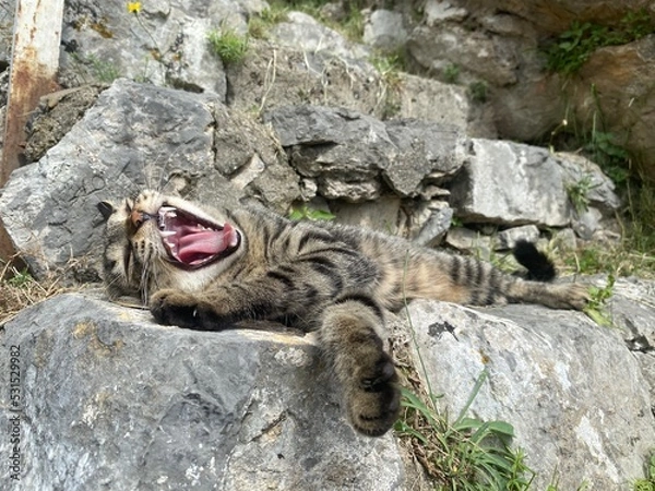 Obraz Gatto a Minori