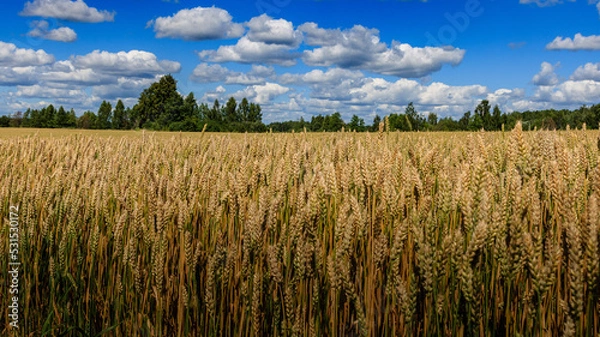 Obraz Wheat field and sky.