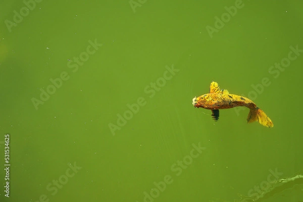 Obraz fish in a pond