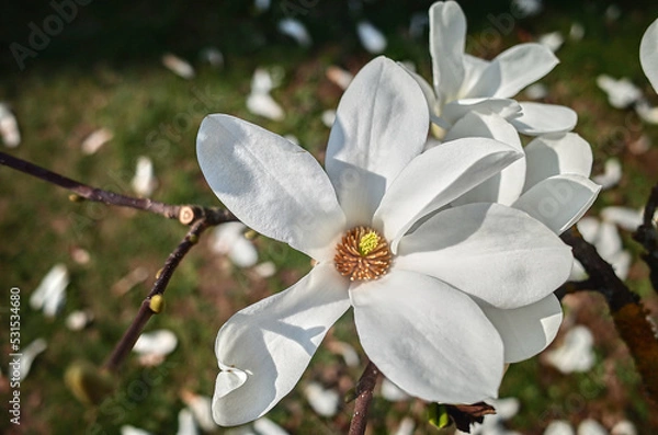 Obraz white magnolia flower