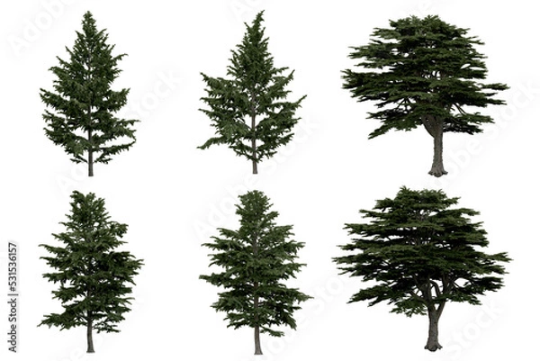 Fototapeta 3d rendering of  Cedrus Libani PNG vegetation tree for compositing or architectural use. No Backround. 