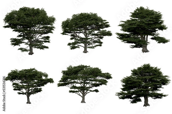 Fototapeta 3d rendering of  Cedrus Libani PNG vegetation tree for compositing or architectural use. No Backround. 