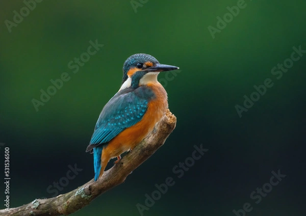 Fototapeta Common kingfisher (Alcedo atthis) Eurasian kingfisher and river kingfisher sits on a branch in close-up against a background of blurred greenery