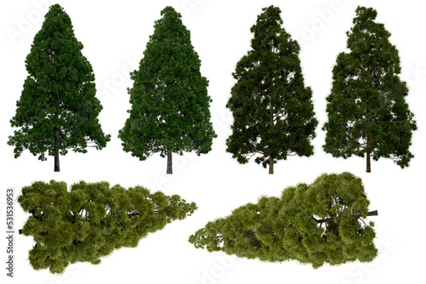 Fototapeta 3d rendering of  Cryptomeria Japonica PNG vegetation tree for compositing or architectural use. No Backround. 