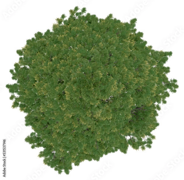 Fototapeta 3d rendering of  Cryptomeria Japonica PNG vegetation tree for compositing or architectural use. No Backround. 