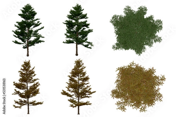 Fototapeta 3d rendering of  Larix Kaempferi PNG vegetation tree for compositing or architectural use. No Backround. 