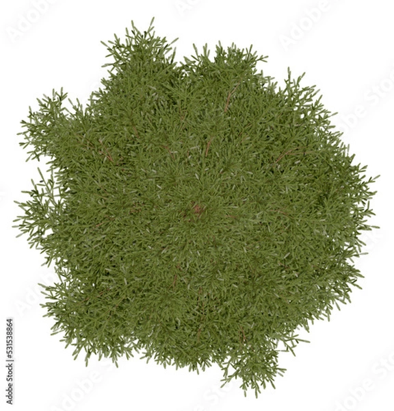 Fototapeta 3d rendering of  Picea Rubens PNG vegetation tree for compositing or architectural use. No Backround. 