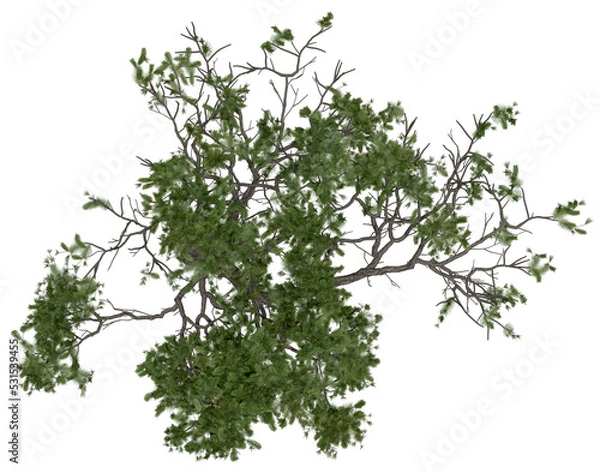 Fototapeta 3d rendering of  Pinus Picea PNG vegetation tree for compositing or architectural use. No Backround. 