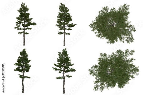 Fototapeta 3d rendering of  Pinus Strobus PNG vegetation tree for compositing or architectural use. No Backround. 