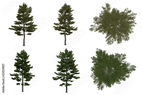 Obraz 3d rendering of  Pinus Strobus PNG vegetation tree for compositing or architectural use. No Backround. 