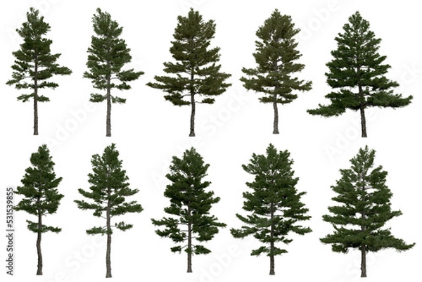 Fototapeta 3d rendering of  Pinus Strobus PNG vegetation tree for compositing or architectural use. No Backround. 