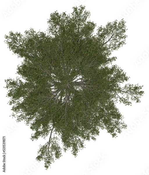 Obraz 3d rendering of  Pinus Strobus PNG vegetation tree for compositing or architectural use. No Backround. 