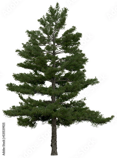 Fototapeta 3d rendering of  Pinus Strobus PNG vegetation tree for compositing or architectural use. No Backround. 