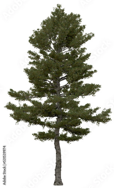 Obraz 3d rendering of  Pinus Strobus PNG vegetation tree for compositing or architectural use. No Backround. 
