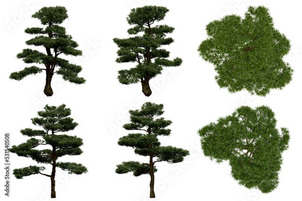 Fototapeta 3d rendering of  Podocarpus Macrophyllus PNG vegetation tree for compositing or architectural use. No Backround. 