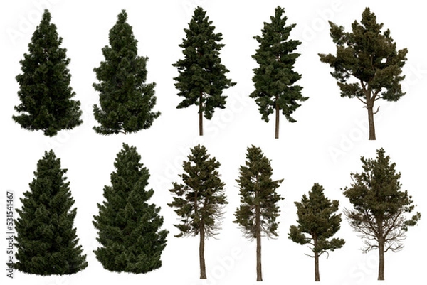 Fototapeta 3d rendering of  Sciadopitys Verticillata PNG vegetation tree for compositing or architectural use. No Backround. 