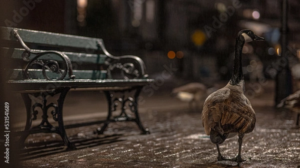 Obraz rainy sidewalk bench