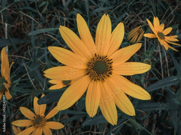 Fototapeta yellow flower on a black background