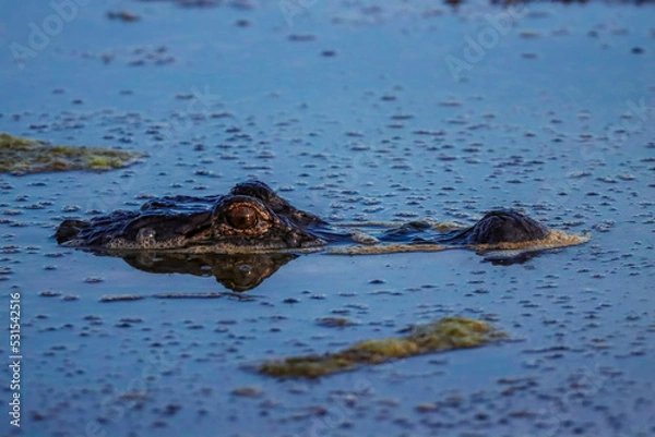 Fototapeta alligator in the water