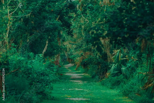 Fototapeta path in the forest