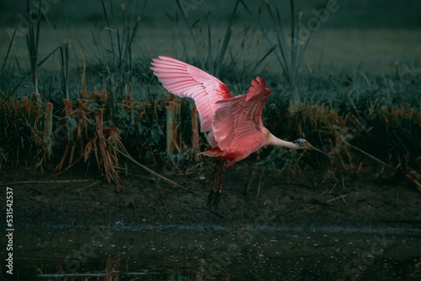 Fototapeta spoonbill