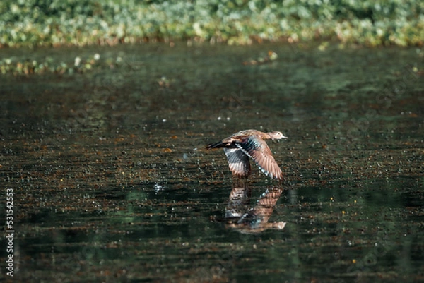 Fototapeta duck flight