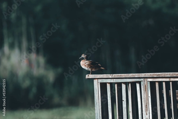 Fototapeta duck on a fence