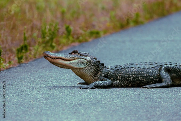 Fototapeta Alligator on the road