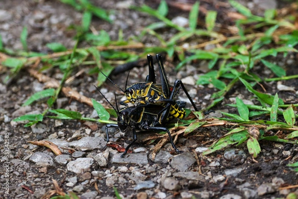 Fototapeta grasshopper
