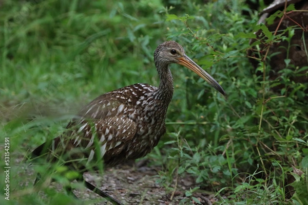 Fototapeta Limpkin