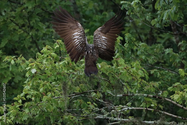 Fototapeta limpkin flight