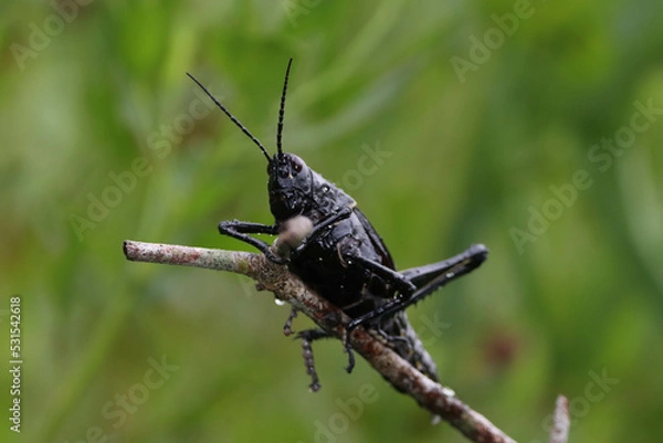 Fototapeta grasshopper on a leaf