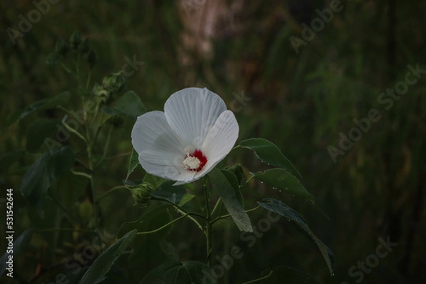 Fototapeta flower in the wind