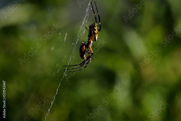 Fototapeta spider on a web