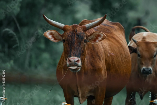 Fototapeta cows in the farm