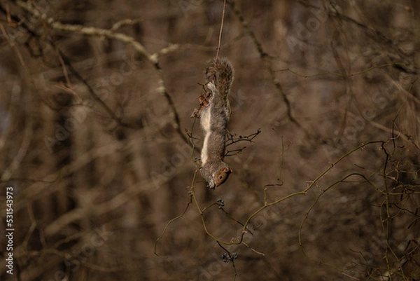 Fototapeta Gray Squirrel hangs upside down while eating a nut