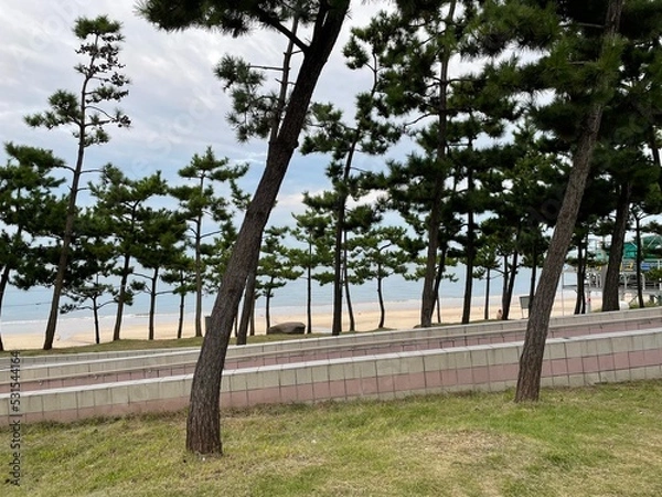 Obraz trees in the park