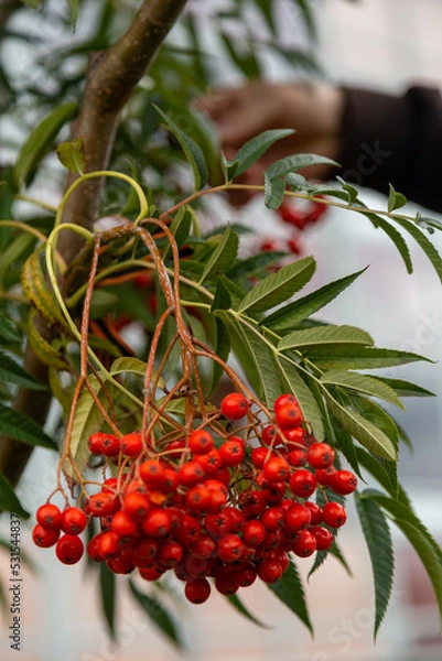 Obraz red berries on a branch