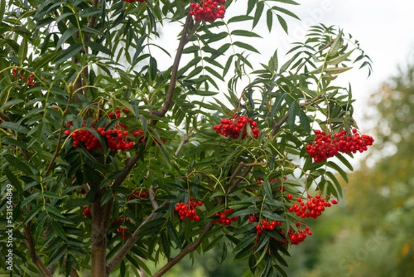 Obraz red berries on a branch