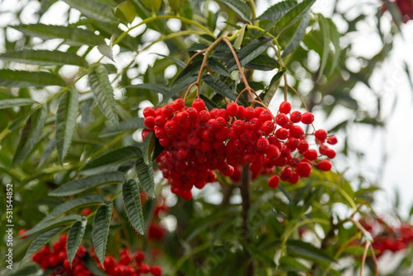 Obraz red berries on a tree