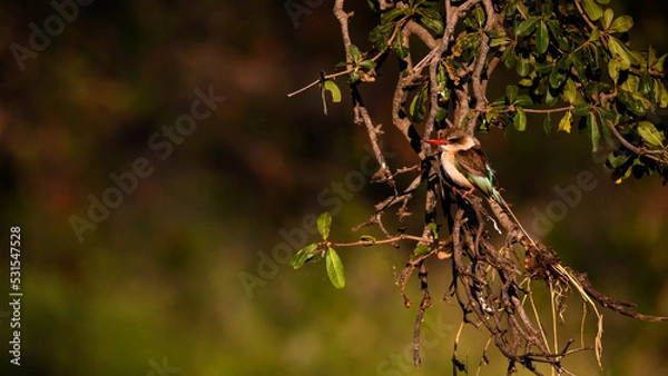 Obraz A kingfisher in a tree 