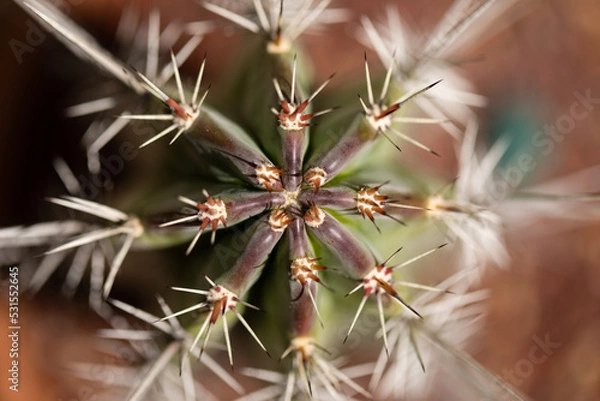Obraz close up of cactus
